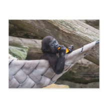 Um lindo gorila bebê comendo e olhando para você