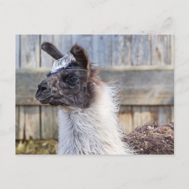 Cartão Postal Um Llama Feliz (Frente)