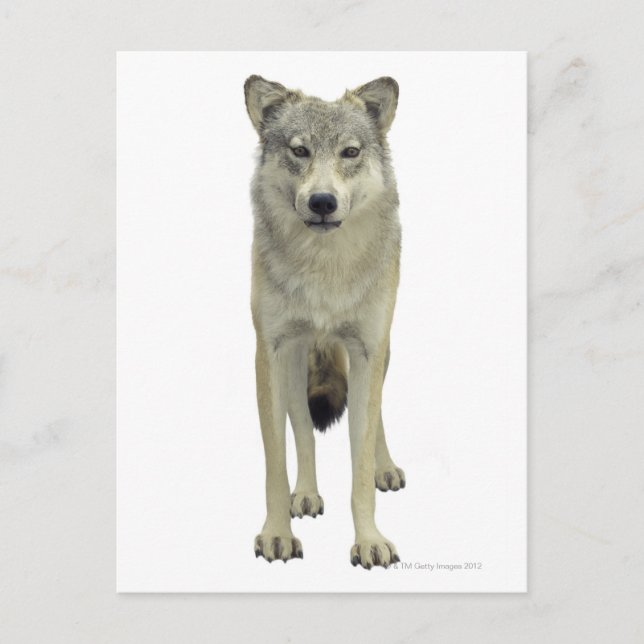 Cartão Postal Um lobo (Frente)