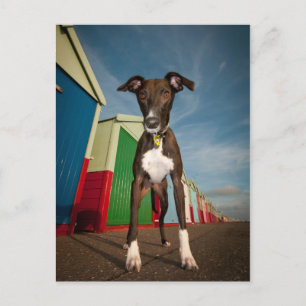 Cartão Postal Um Lurcher Em Frente A Alguns Cabeças De Praia