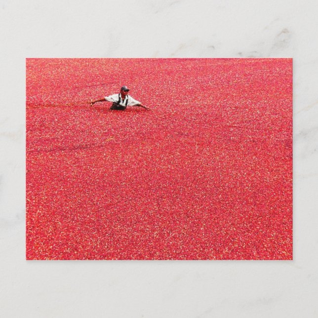 Cartão Postal Um mar de groselhas vermelhas (Frente)