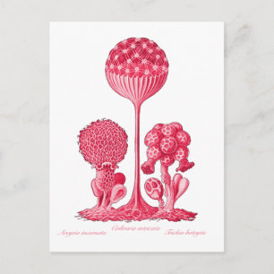 Cartão Postal Um molde de lodo