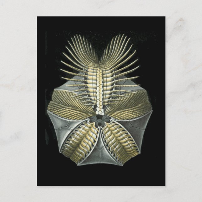 Cartão Postal Um Ouriço-do-Mar Fóssil (Frente)