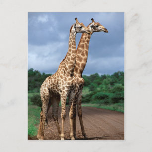 Cartão Postal Um Par de Girafas na Estrada, Kruger Nacional
