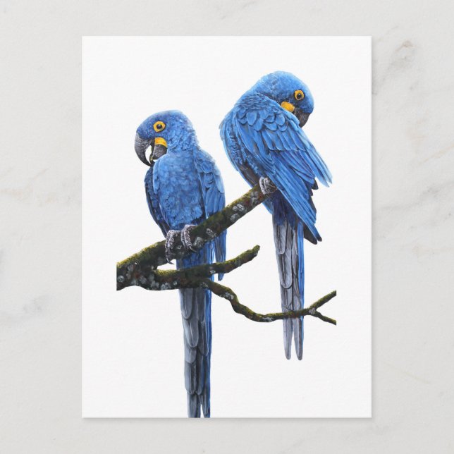 Cartão Postal Um Par de Macaws Hyacinth (Frente)