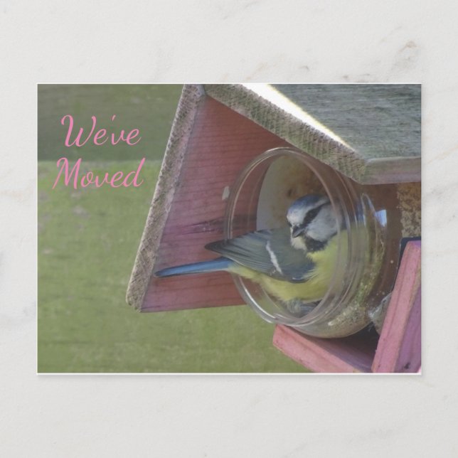 Cartão Postal Um Pássaro Colorido Bonito Que Mudamos Cartaz (Frente)