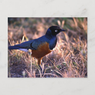 Cartão Postal Um pássaro irradia azul na luz da manhã