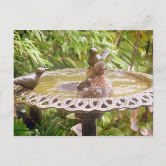 Cartão Postal Um Pássaro Na Banheira (Frente)