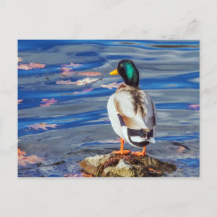 Cartão Postal Um Pato Contrata uma Natação.