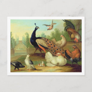 Cartão Postal Um Pavão, Doves, Galinhas e um Jay em um Parque