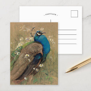 Cartão Postal Um Pavão e Margueritas   Edwin John Alexander