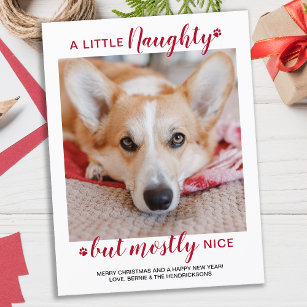 Cartão Postal Um Pequeno Cachorro Personalizado Foto De Pet Holi
