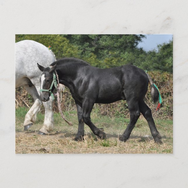 Cartão Postal Um poço negro de Percheron na França (Frente)