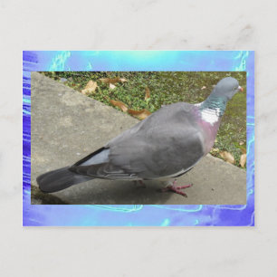 Cartão postal - Um Pombo