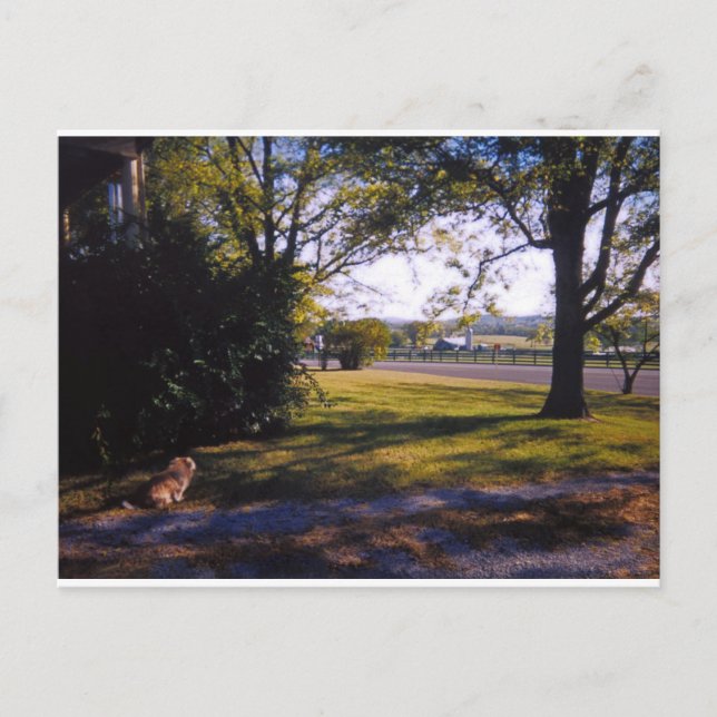 Cartão Postal Um ponto de beleza pastoral em Brentwood, Tennesse (Frente)