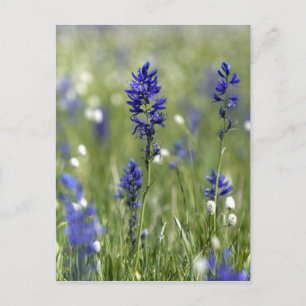 Cartão Postal Um prado montanhoso de flores silvestres incluindo