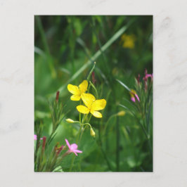 Cartão Postal Um Primavera Meadow em Nova Inglaterra