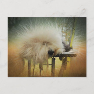 Cartão Postal Um raio de sol!