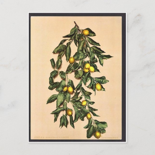 Cartão Postal Um ramo de limões, Limone, Garda, Lago de Itália (Frente)