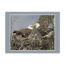 Um retrato da família da águia americana