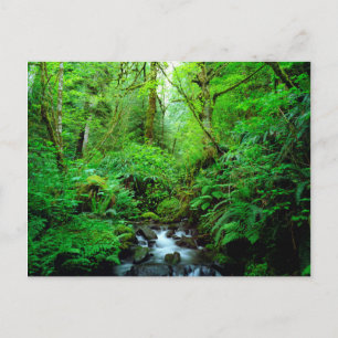 Cartão Postal Um riacho em uma floresta primária