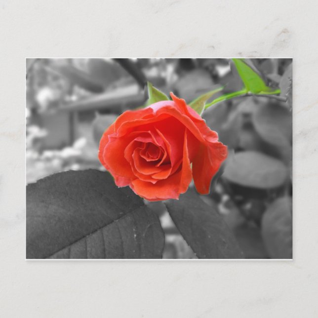 Cartão Postal Um Rosa da Esperança (Frente)