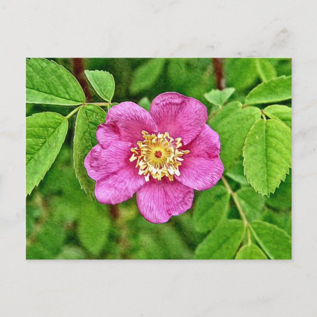 Cartão Postal Um Rosa selvagem (Frente)