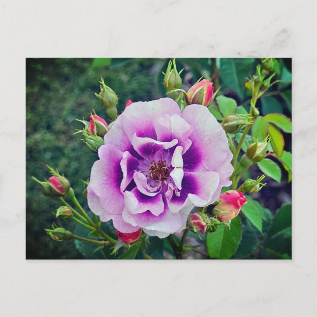 Cartão Postal Um rosa violeta (Frente)