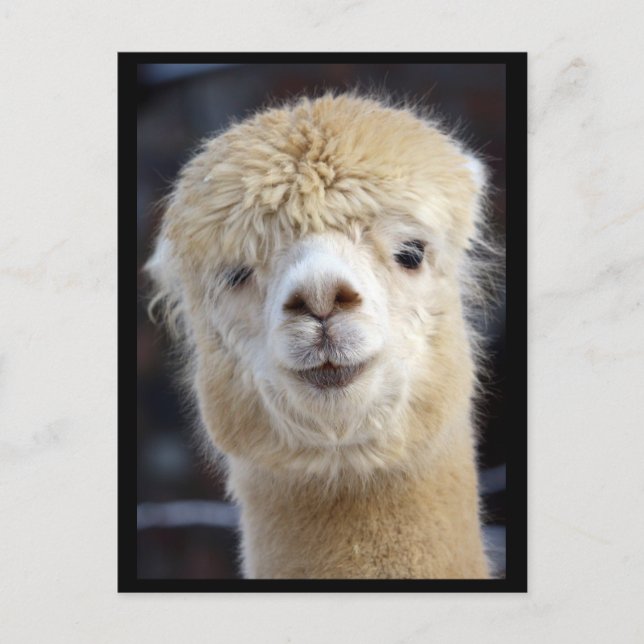 Cartão Postal Um rosto fofo de uma alpaca (Frente)