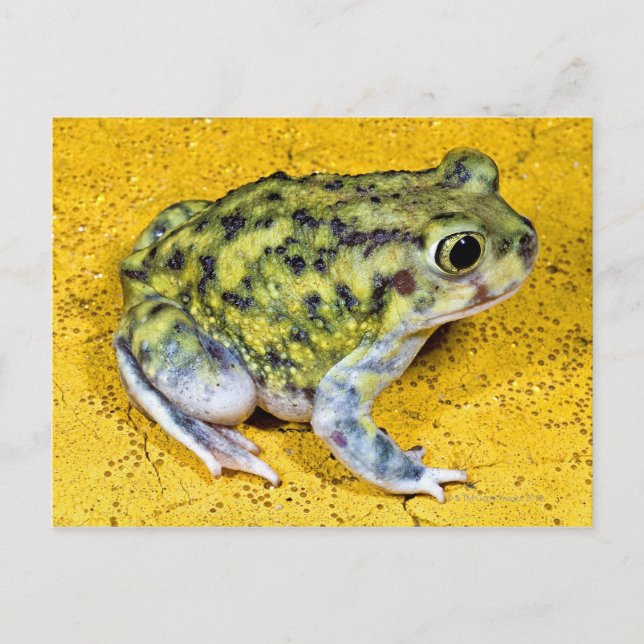 Cartão Postal Um sapo de spadefoot (Frente)