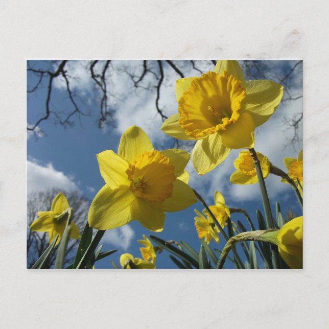 CARTÃO POSTAL UM SINAL DE PRIMAVERA (Frente)