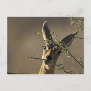 Cartão Postal Um Steenbok olhando para a câmera enquanto ela com
