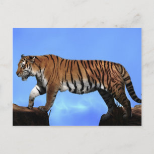 Cartão Postal Um sucesso dos tigres