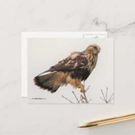 Cartão Postal Um surpreendente Hawk de pernas toscas na árvore