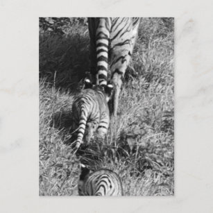 Cartão Postal Um tigre com seus dois filhotes no jardim