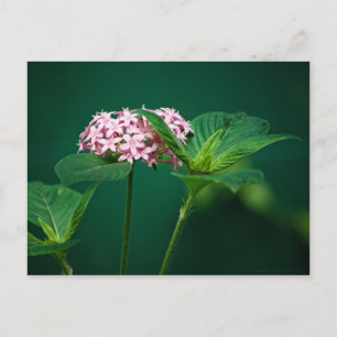 Cartão Postal Um toque de rosa no cartão-postal verde
