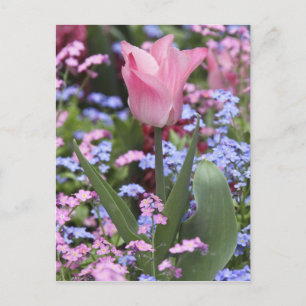 Cartão Postal Um tulipa nos Jardins de Luxemburgo, Paris, França
