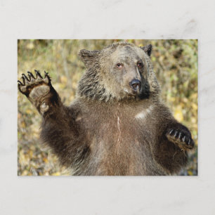 Cartão Postal Um Urso Grizzly Que Se Desvia