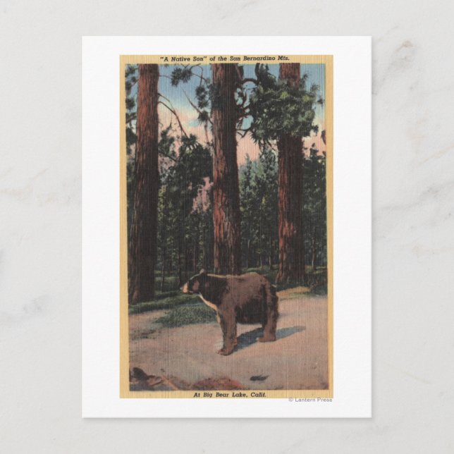 Cartão Postal Um Urso Marrom na Floresta (Frente)