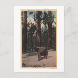 Cartão Postal Um Urso Marrom na Floresta