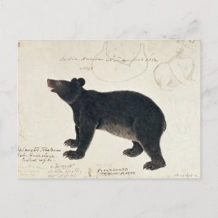 Cartão Postal Um Urso Negro Asiático, "Ursus Tibetanus"