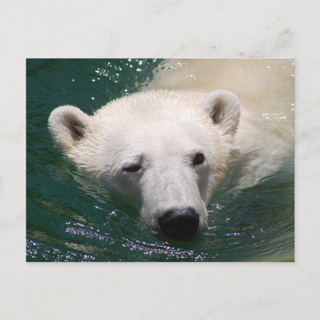 Cartão Postal Um urso polar só a resfriar (Frente)