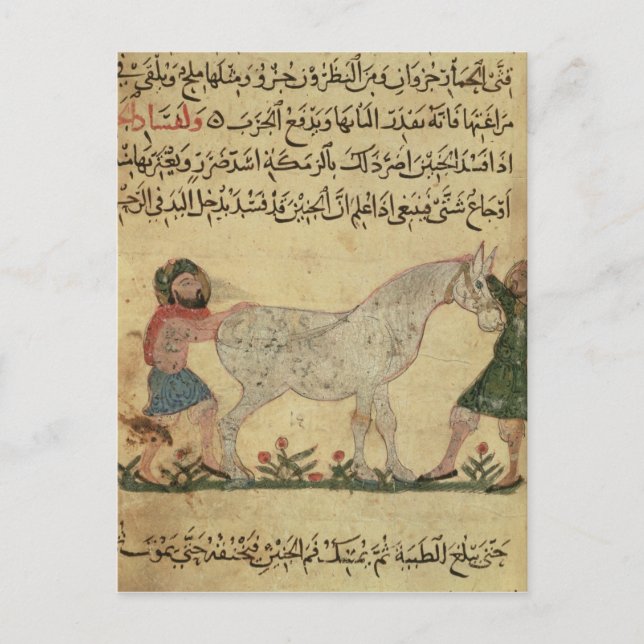 Cartão Postal Um veterinário que ajuda uma égua a dar à luz (Frente)