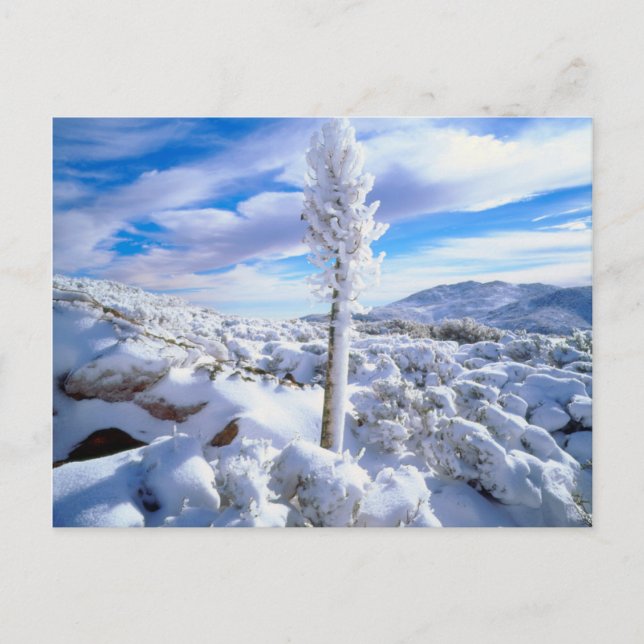 Cartão Postal Um yucca coberto de neve (Frente)