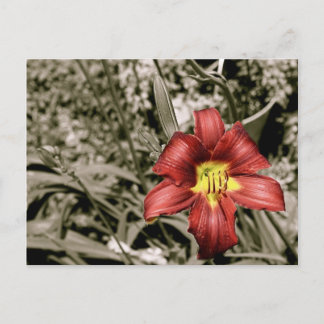 Cartão Postal Uma abertura de cor