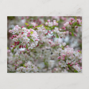 Cartão Postal Uma Abundância De Blossomas