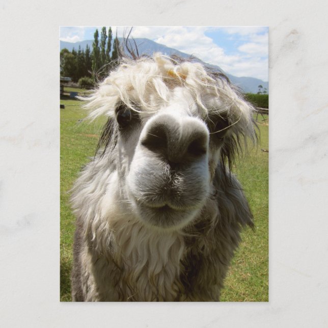 Cartão Postal Uma Alpaca Desgrenhada (Frente)