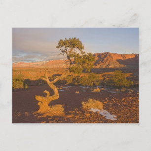 Cartão Postal Uma árvore de Juniperus osteosperma em