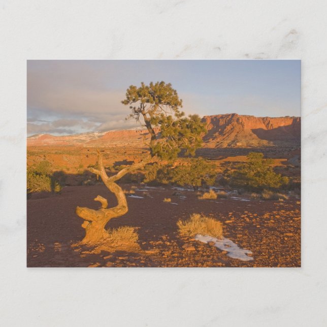 Cartão Postal Uma árvore de Juniperus osteosperma em (Frente)