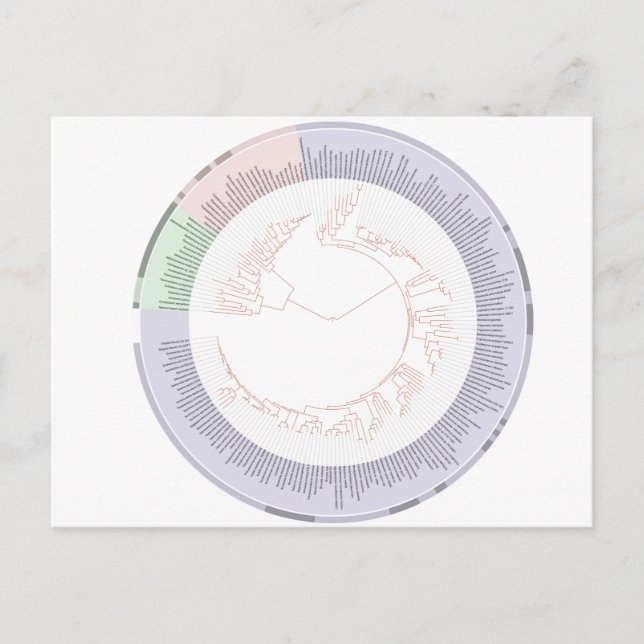 Cartão postal Uma árvore filogenética da vida (Frente)